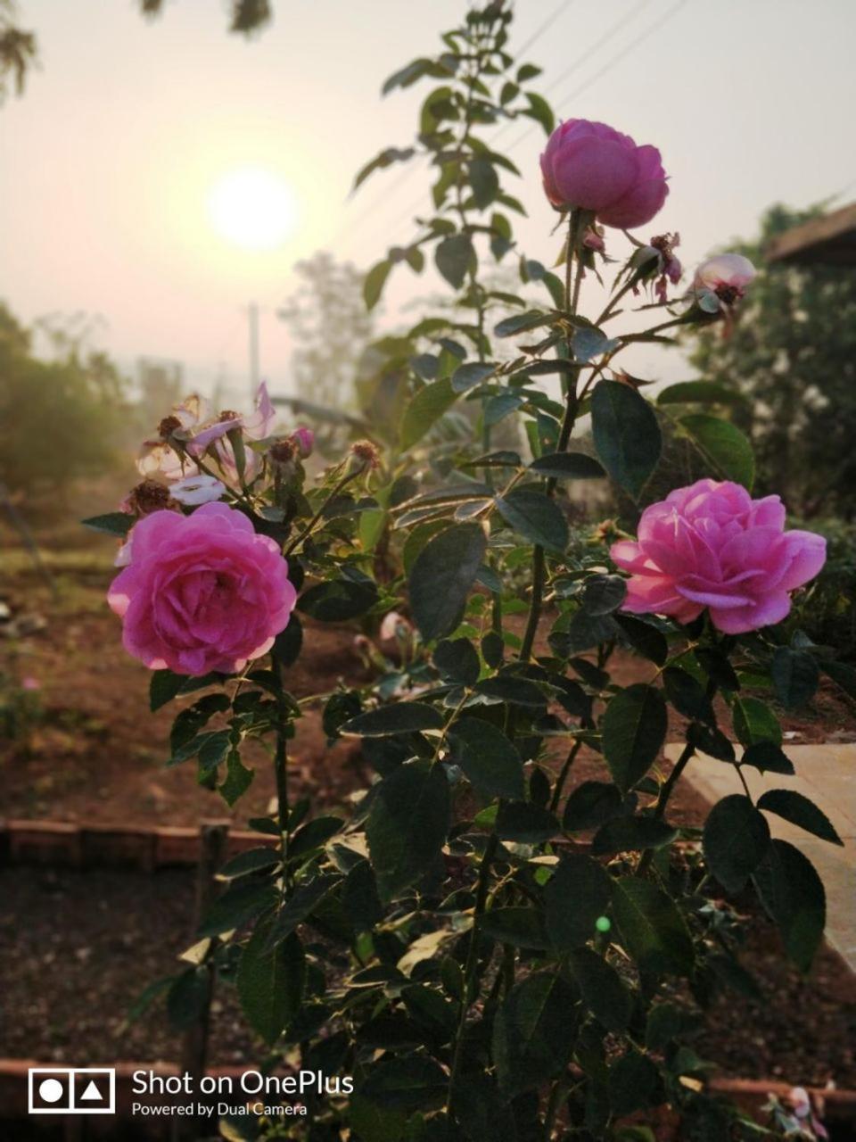 Shree Samarth Farmhouse Murud  Ngoại thất bức ảnh